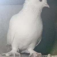 کبوتر|پرنده|محمدشهر, جعفرآباد|دیوار