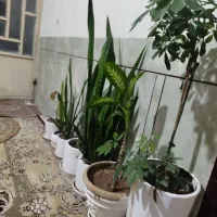 گل‌فروشی|گل و گیاه طبیعی|ایذه, |دیوار