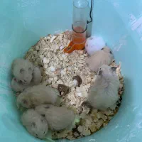همستر سوری