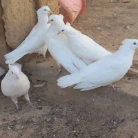 دو جفت کبوتر سفید چش زرد یک جفت چش سیاه|پرنده|معصومیه, |دیوار