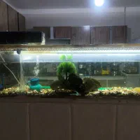 اکواریوم با همه وسایل کامل