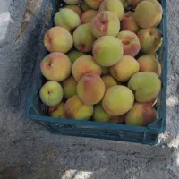 باغ-در-خیره-مسجد