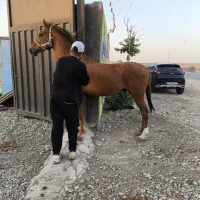 نریان عرب آنگولا