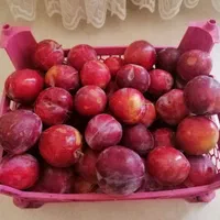 فروش نقدی یا معاوضه، باغ۹۵۰ متری در دالین|فروش زمین و ملک کلنگی|شیراز, فرهنگ شهر|دیوار