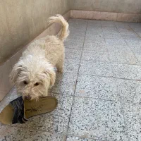 سگ شیتزو با شناسنامه