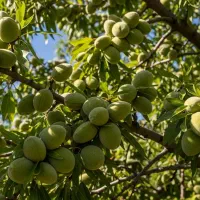 فروش نهال بادام کاغذی پوستنازک محدود|خدمات باغبانی و درختکاری|خوی, |دیوار