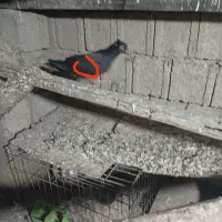 کبوتر پرشی گم شده|پرنده|بندر گناوه, |دیوار
