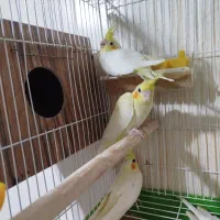 عروس هلندی مولد با جوجه|پرنده|نجفآباد, گلدشت|دیوار