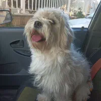 سگ اشپیتز و شیتزو معاوضه با عروس هلندی|سگ|اصفهان, آبشار|دیوار