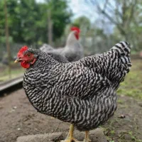 تخم نطفه دار پلیموت راک (آمرک)