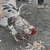 خروس گلین|حیوانات مزرعه|سرخنکلاته, |دیوار