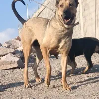 واگذاری سگ سرابی|سگ|تبریز, |دیوار