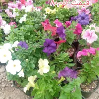 انواع گل های گلدار