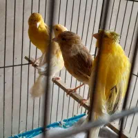 فروش پنج عدد قناری ماده اماده