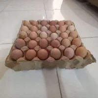 تخم مرغ رسمی گلپایگان