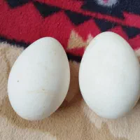 تخم غازی نطفه دار 50 هزار تومان