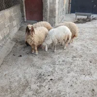 بره ماده