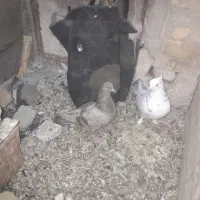 معاوضه باسرول ماده