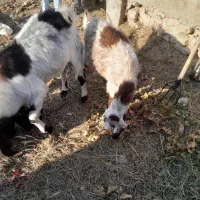 ۳ راس بز ابستن و ۱ راس تکه|حیوانات مزرعه|شهریار, بکه|دیوار