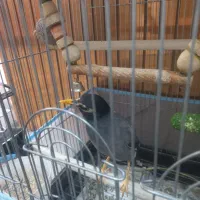 مینا و جوجه عروس هلندی|پرنده|یزد, |دیوار