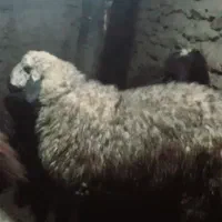 فروشی گوسفند