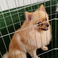 پامرانین روباهی مینی