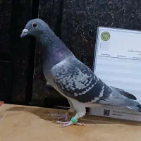 کفتر مسافتی و شناسنامه دار