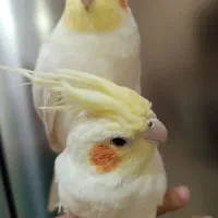 عروس هلندی نروماده سفید فنج|پرنده|اردبیل, |دیوار