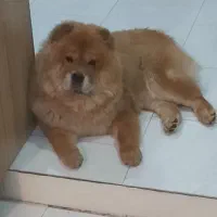 سگ چاوچاو ماده|سگ|تهران, باغ فیض|دیوار