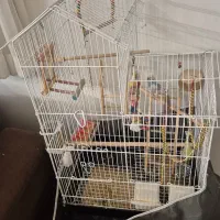 مرغ عشق و قفس بزرگ و وسایل یکجا|پرنده|کرمان, |دیوار