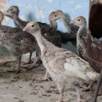 جوجه بوقلمون وجوجه مرغ محلی