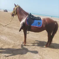 اسب مادیان 4سال