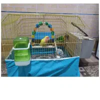 طوطی|پرنده|خرمشهر, |دیوار