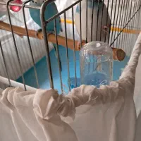 یک جفت مرغ عشق اسپانگل خوشگل وشیطون|پرنده|تهران, المهدی|دیوار