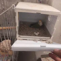 فروش ۳ جفت کوتوله برزیلی|پرنده|شیراز, تندگویان|دیوار