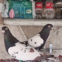 ابلغ لاکی افغانی دمسفید ماده