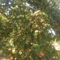 1050متر باغ آجیلی عالی نزدیک آسفالت