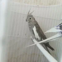 یک جفت عروس البینو مولد سالم سالم|پرنده|تبریز, |دیوار