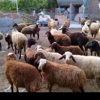 جوان نر زنده وبره واق گوسفند در ونک|حیوانات مزرعه|تهران, ونک|دیوار
