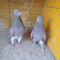 فروش کفتر|پرنده|اصفهان, خانه اصفهان|دیوار