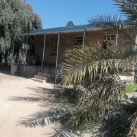 پاجوش نخل حاج باقری، سعدآباد