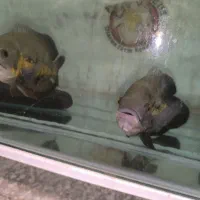 جفت ماهی اسکار|ماهی|مشهد, انقلاب|دیوار