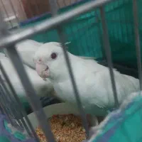 عروس هلندی|پرنده|قم, نیروگاه|دیوار