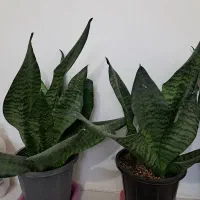 گل طبیعی خانه|گل و گیاه طبیعی|محمدیه-قزوین, |دیوار