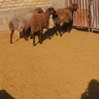 میش هتور و همو|حیوانات مزرعه|بجنورد, |دیوار