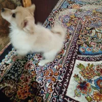 سگ بازیگوش نر