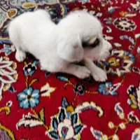 توله سگ شیتروز