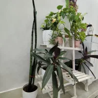 همه گل ها با هم|گل و گیاه طبیعی|تربتحیدریه, داروپخش|دیوار