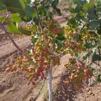 پیوند درخت پسته با ضمانت