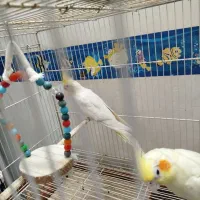 پرنده عروس هلندی|پرنده|گنبد کاووس, |دیوار